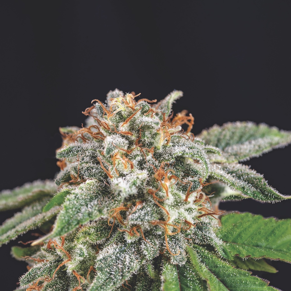 Galaxy x Runtz Pyramid Seeds